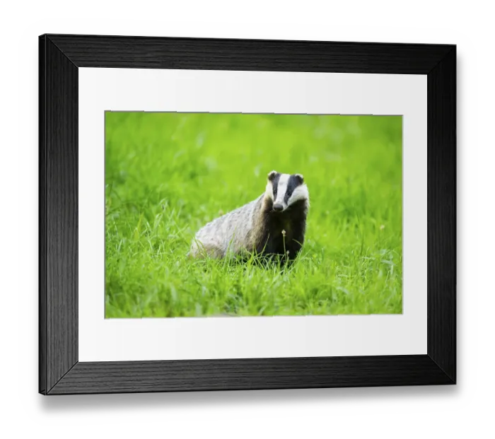 Framed Print : European badger (Meles meles) sitting in the grass