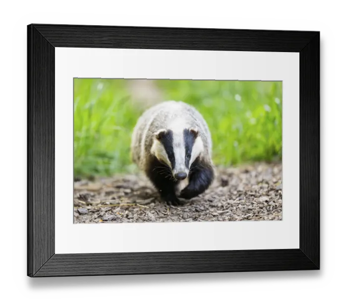 Framed Print : European badger (Meles meles) walking through the grass Framed Print : European badger (Meles meles) walking through the grass