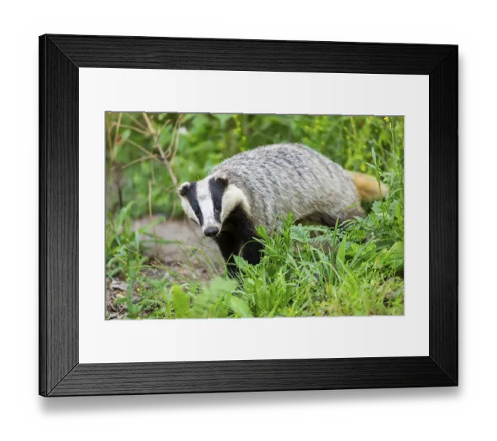 Framed Print : European badger (Meles meles) walking through the grass Framed Print : European badger (Meles meles) walking through the grass