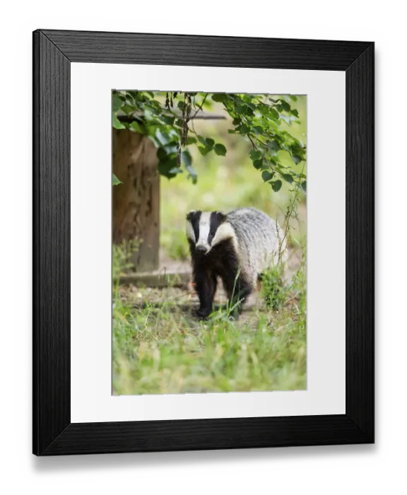 Framed Print : European badger (Meles meles) standing in the grass Framed Print : European badger (Meles meles) standing in the grass
