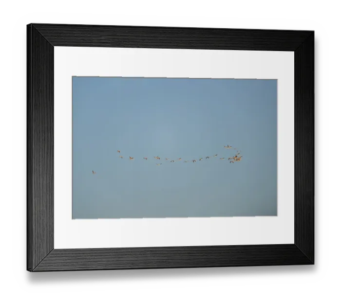 Framed Print : Greater Flamingo (Phoenicopterus roseus) flying in the sky at sunset Framed Print : Greater Flamingo (Phoenicopterus roseus) flying in the sky at sunset