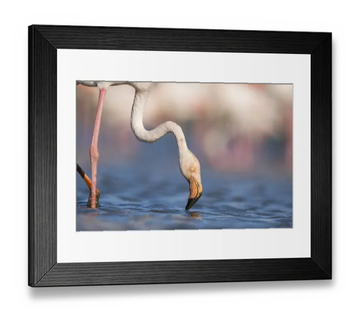 Framed Print : Greater Flamingo (Phoenicopterus roseus) standing in the water Framed Print : Greater Flamingo (Phoenicopterus roseus) standing in the water