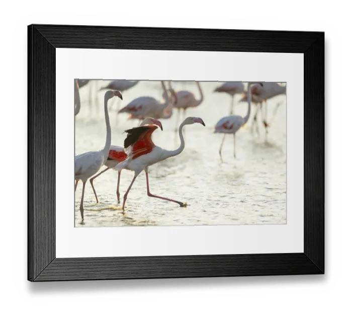 Framed Print : Greater Flamingo (Phoenicopterus roseus) standing in the water cleaning its feathers at sunset