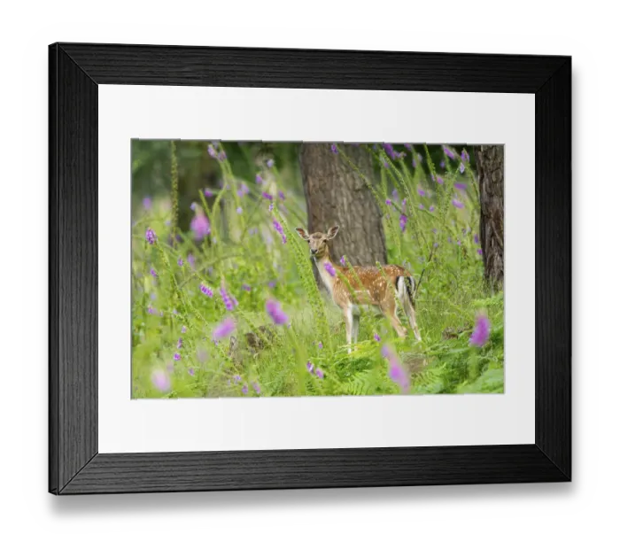 Framed Print : Fallow deer (Dama dama) doe standing in middle of Common foxglove (digitalis purpurea) blossoms in summer