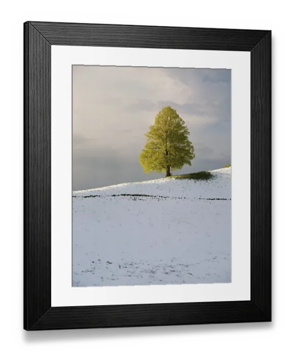 Framed Print : Solitary tree, lime tree (Tilia)
