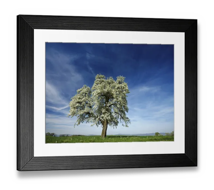 Framed Print : Flowering pear tree (Pyrus communis)