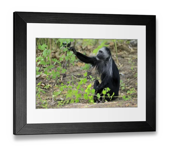 Framed Print : White-bearded snub-nosed monkey (Colobus polykomos)