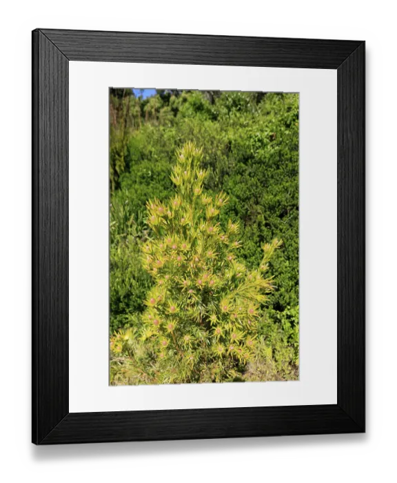 Framed Print : Silver tree (Leucadendron salignum)