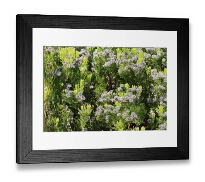 Framed Print : Serruria fucifolia, flowers, flowering