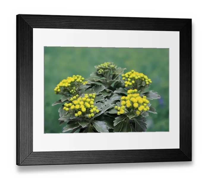 Framed Print : Gold-and-silver chrysanthemum (Chrysanthemum pacificum)