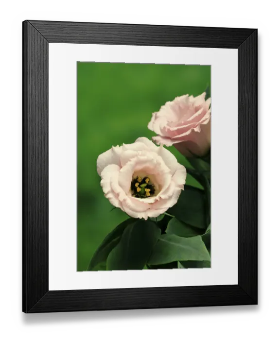 Framed Print : Prairie gentian, Lisianthius, Eustoma Framed Print : Prairie gentian, Lisianthius, Eustoma