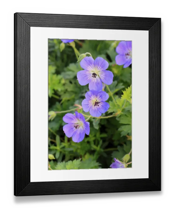 Framed Print : Cranesbill (Geranium cinereum)