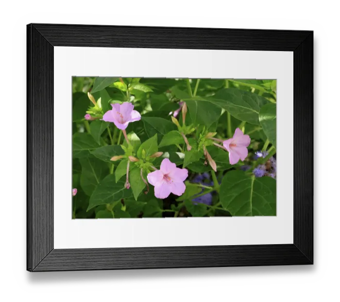 Framed Print : Mirabilis jalapa, blooming, flower