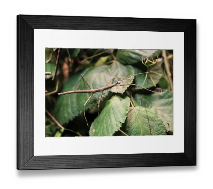 Framed Print : Annam stick insect (Medauroidea extradentata) Framed Print : Annam stick insect (Medauroidea extradentata)