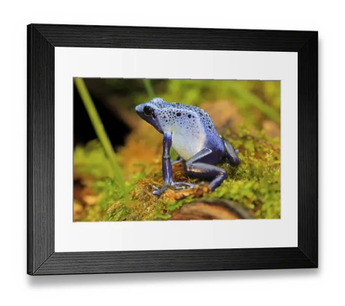 Framed Print : Blue poison dart frog (Dendrobates tinctorius)