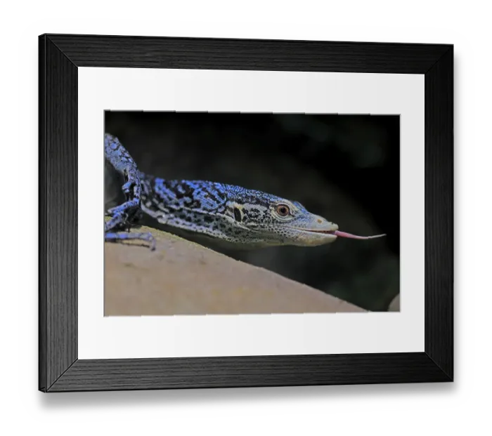 Framed Print : Blue-spotted tree monitor (Varanus macraei)