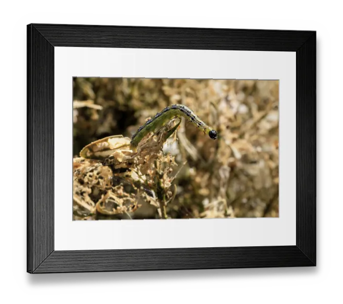 Framed Print : Box tree moth (Cydalima perspectalis)