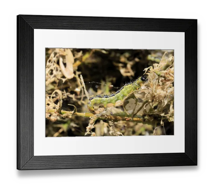 Framed Print : Box tree moth (Cydalima perspectalis)