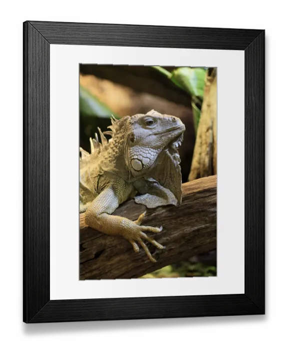 Framed Print : Green iguana (Iguana iguana), on tree