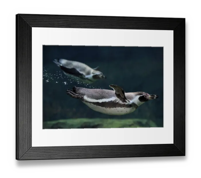Framed Print : Humboldt Penguin (Spheniscus humboldti)