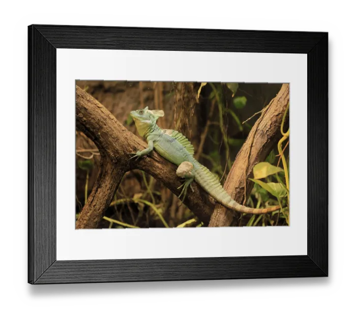 Framed Print : Frontal lobe basilisk (Basiliscus plumifrons) Framed Print : Frontal lobe basilisk (Basiliscus plumifrons)