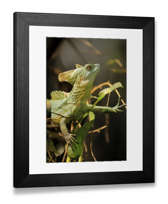 Framed Print : Frontal lobe basilisk (Basiliscus plumifrons)