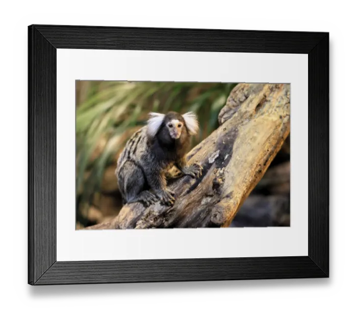 Framed Print : White-tufted marmoset (Callithrix jacchus)