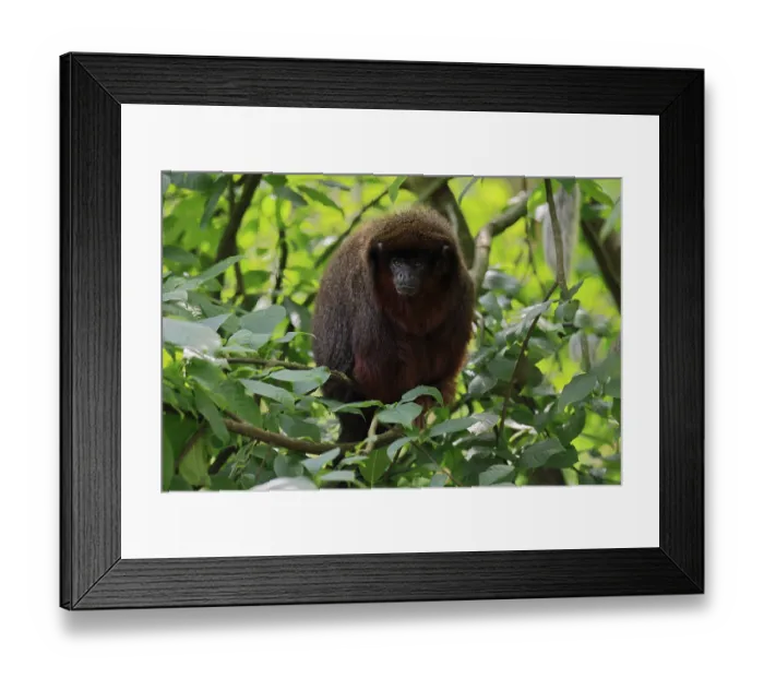 Framed Print : Coppery titi (Plecturocebus cupreus) Framed Print : Coppery titi (Plecturocebus cupreus)