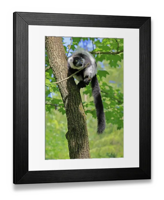 Framed Print : Black-and-white ruffed lemur (Varecia variegata)