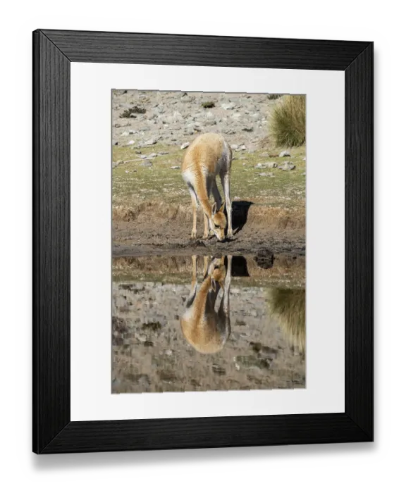 Framed Print : Vicuna (Lama vicugna), Catamarca Province