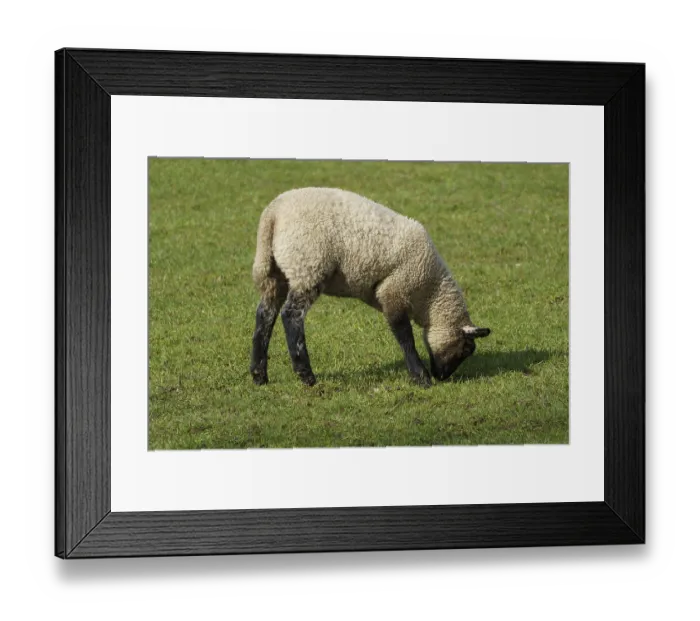 Framed Print : Sheep in a meadow grazing in natural environment