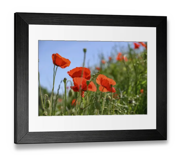 Framed Print : Bright red poppies on a green meadow against a blue sky