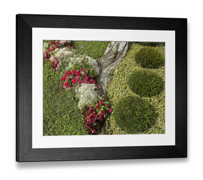 Framed Print : Structured, green bed with colourful flowers in the garden Framed Print : Structured, green bed with colourful flowers in the garden