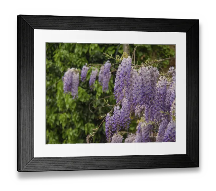Framed Print : Lush purple flowers hang over a green canopy