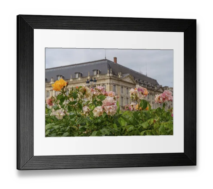 Framed Print : Rose blossoms in the foreground with historic building in the background