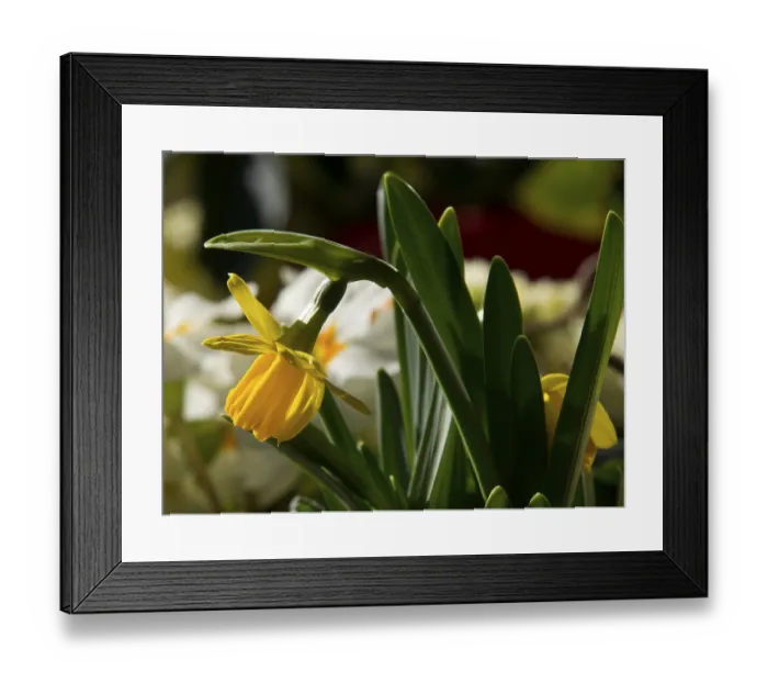 Framed Print : Yellow daffodil blossom between green leaves