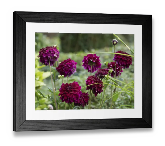Framed Print : A bush of flowering dahlias in dark pink against a green background