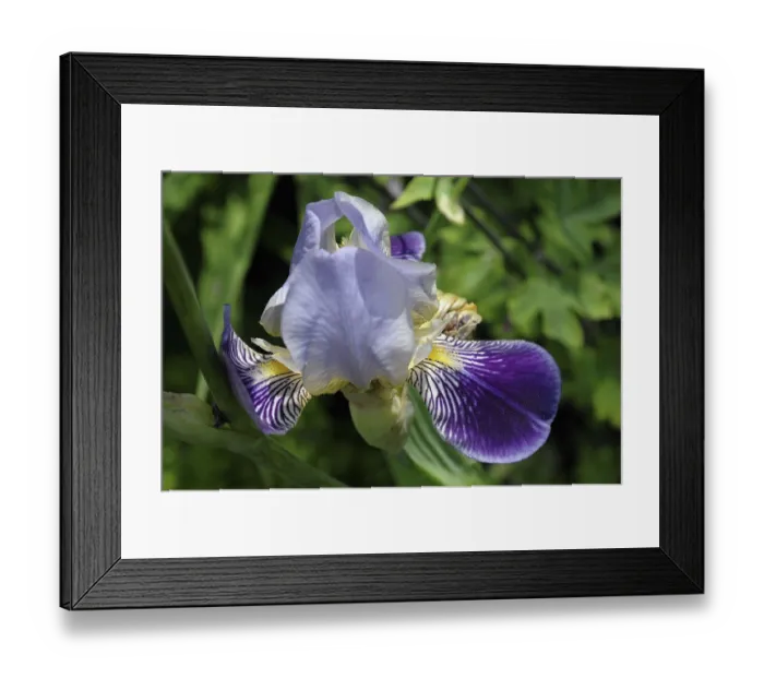 Framed Print : Close-up of an iris flower with purple and yellow petals