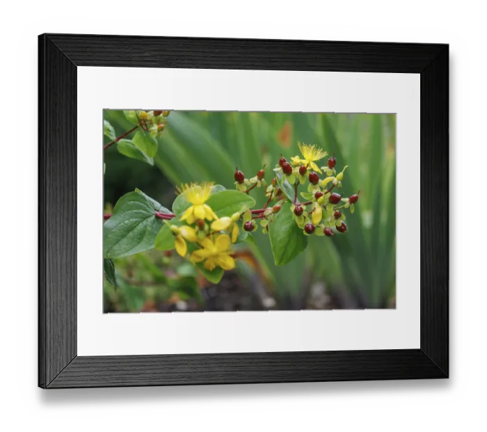 Framed Print : Lively hypericum with yellow flowers and red berries Framed Print : Lively hypericum with yellow flowers and red berries