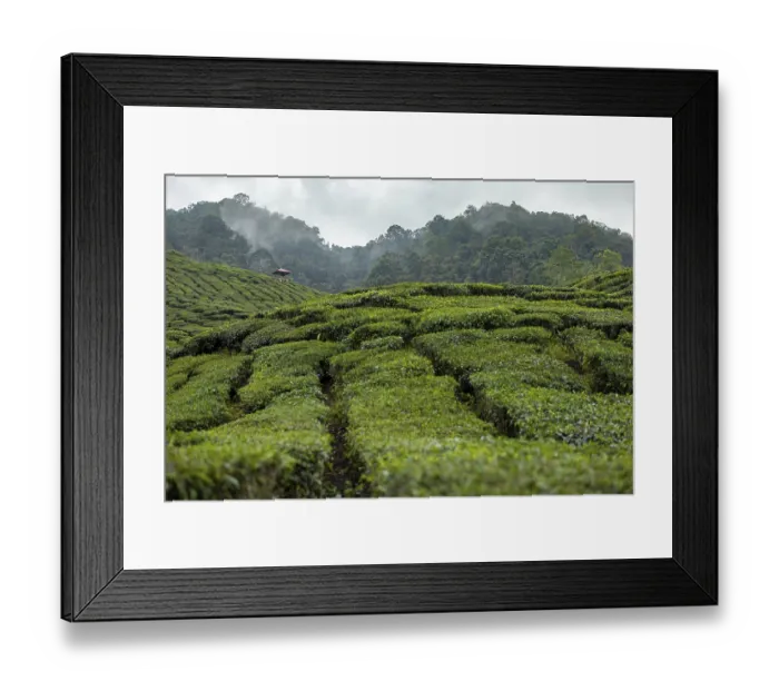 Framed Print : Tea plantation, Cameron Valley Tea Framed Print : Tea plantation, Cameron Valley Tea