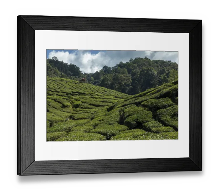 Framed Print : Tea plantation, Cameron Valley Tea