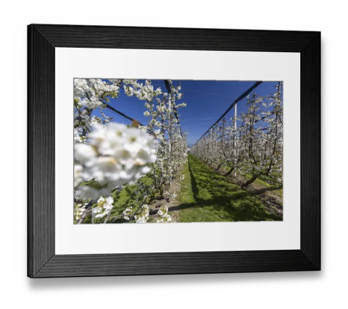 Framed Print : Cherry blossom, rows of flowering cherry trees
