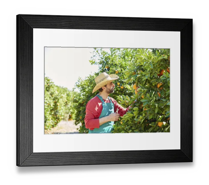 Framed Print : Farmer man harvesting oranges in an orange tree field