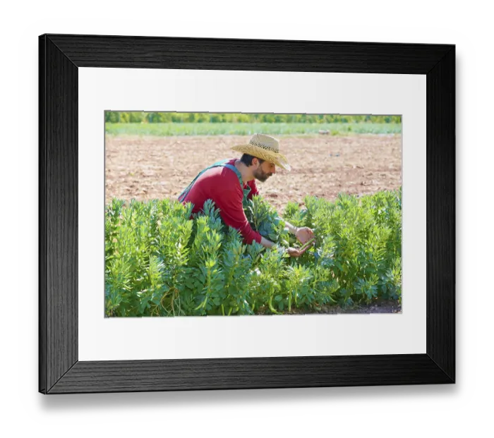 Framed Print : Farmer man harvesting lima beans in Mediterranean orchard field Framed Print : Farmer man harvesting lima beans in Mediterranean orchard field