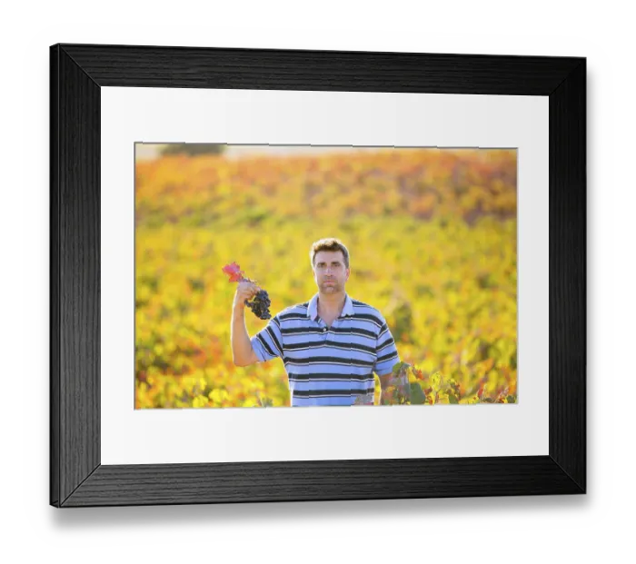 Framed Print : Farmer man in vineyard harvest autumn leaves in mediterranean field