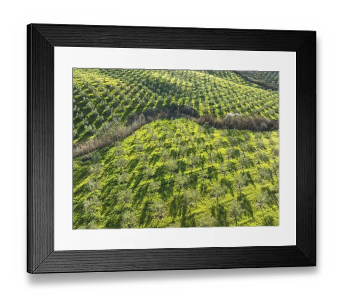 Framed Print : Cultivated olive trees (Olea europaea) Framed Print : Cultivated olive trees (Olea europaea)