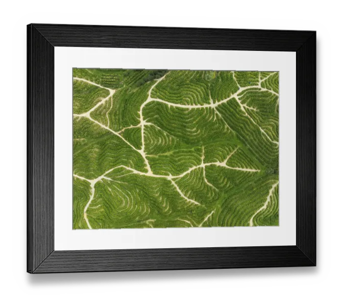 Framed Print : Cultivated orange trees (Citrus sinensis) and network of agricultural roads