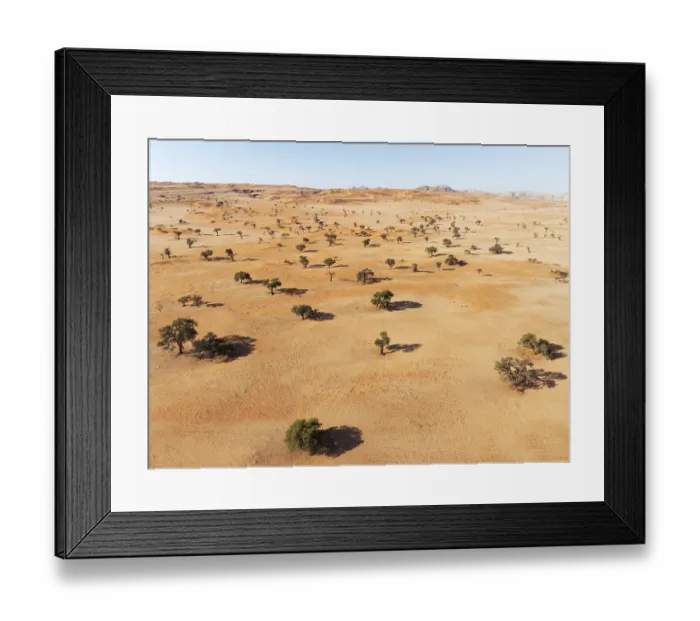 Framed Print : Sand dunes and camelthorn trees (Vachellia erioloba) in the Tsondab Valley in the Namib Desert