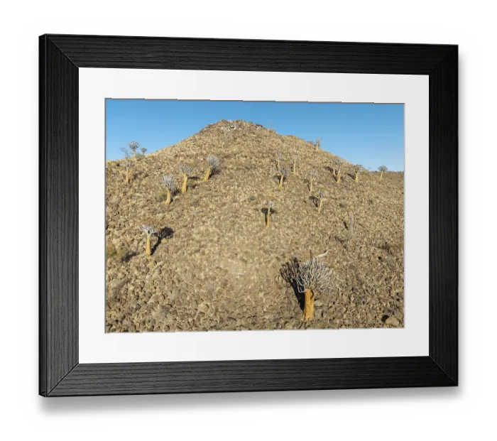 Framed Print : Quiver Tree (Aloidendron dichotomum)