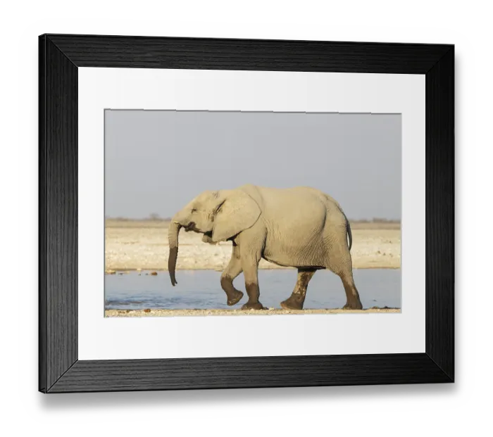 Framed Print : African Elephant (Loxodonta africana)